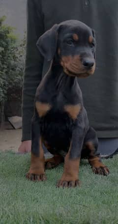 Doberman puppies available looking for a new home