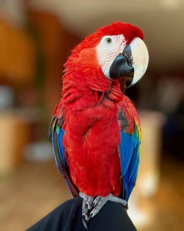 red macaw parrot pics forces 03=49=68=26=931 0