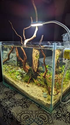 live planted aquarium