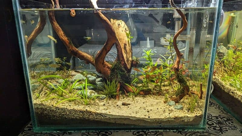 live planted aquarium 1