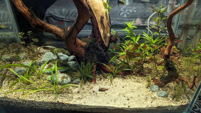 live planted aquarium 2