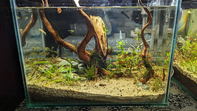 live planted aquarium 4