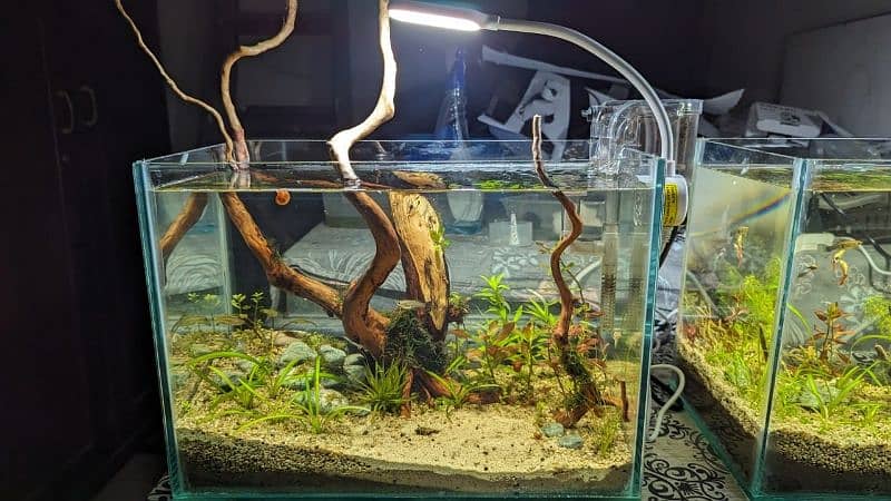 live planted aquarium 7