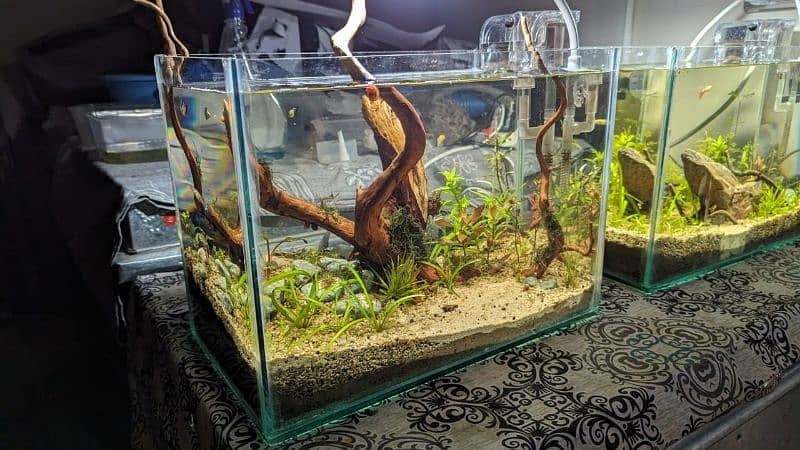 live planted aquarium 9