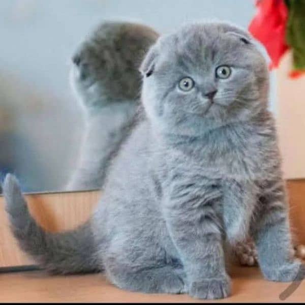 Scottish fold female kitten available Russia import 0