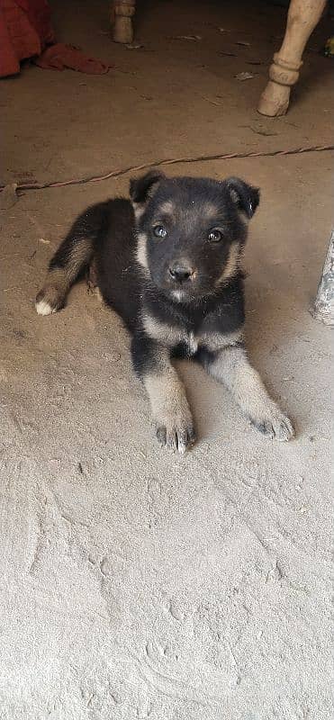 German shepherd 03047381852 0