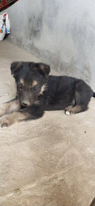 German shepherd 03047381852 1