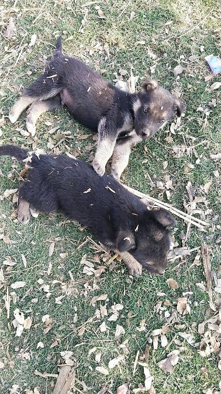 German shepherd 03047381852 2