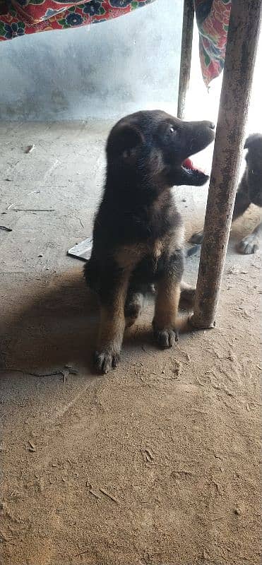 German shepherd 03047381852 3