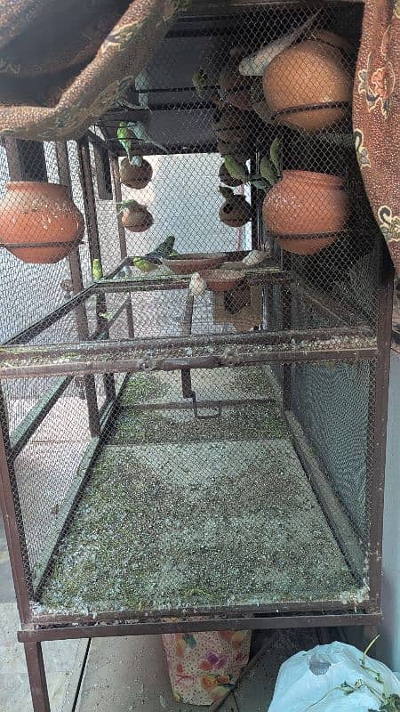 Red and Black Eyes Mix Pairs Of Budgie With Cage 0