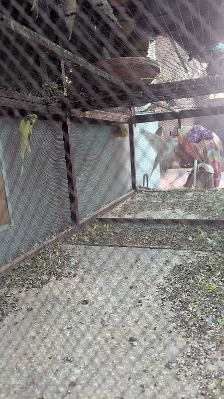 Red and Black Eyes Mix Pairs Of Budgie With Cage 3