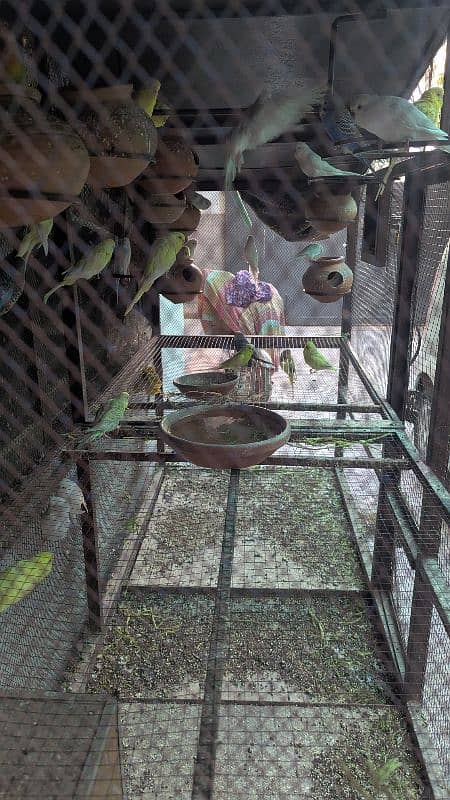 Red and Black Eyes Mix Pairs Of Budgie With Cage 6