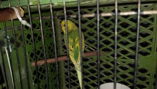 2 Australian Parrots for sale 500 rs