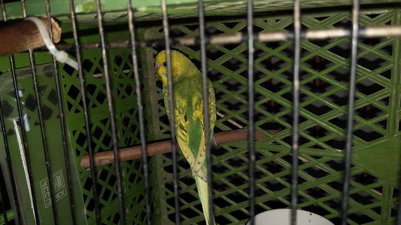 2 Australian Parrots for sale 500 rs 0