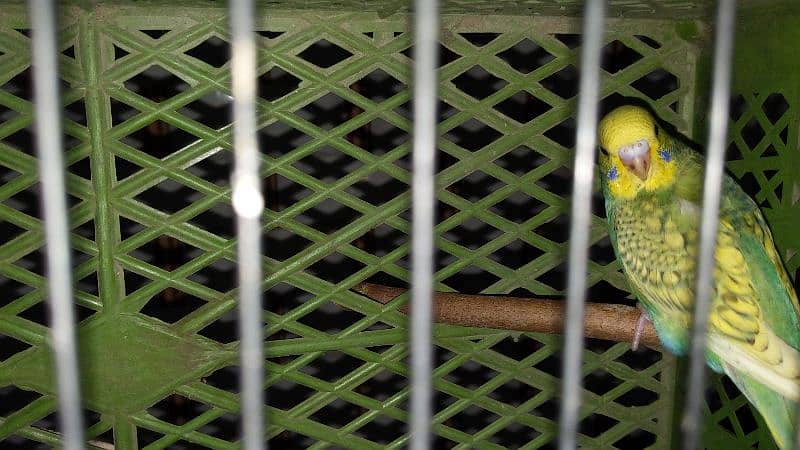 2 Australian Parrots for sale 500 rs 1