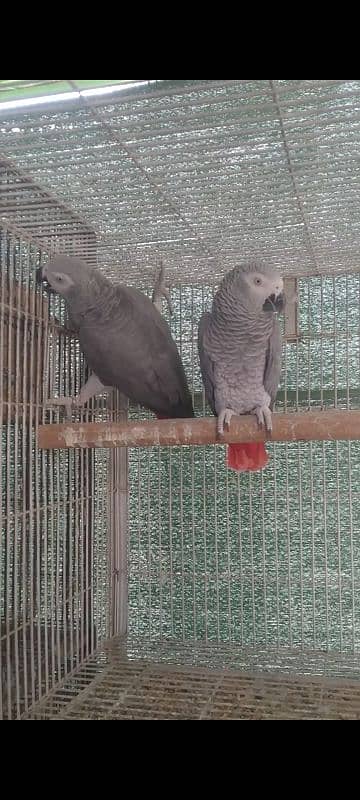 grey parrot 1