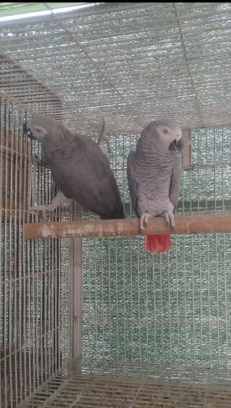 grey parrot 2