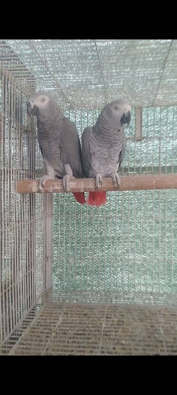 grey parrot 3