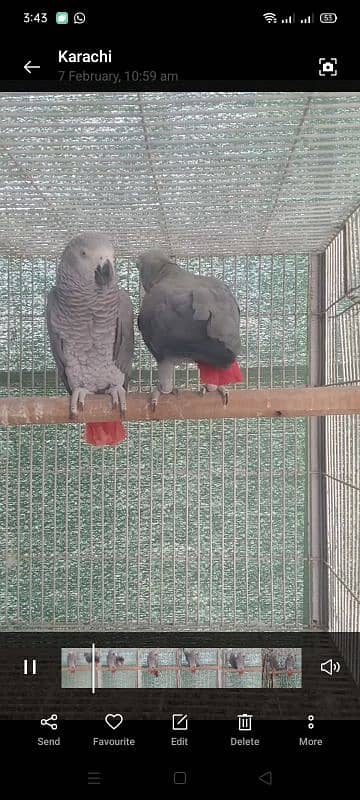 grey parrot 4