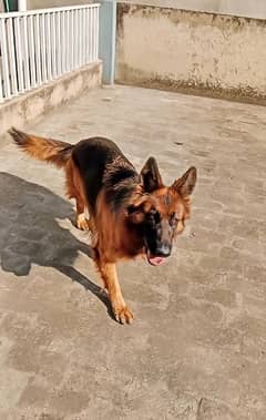 Pedigree German Shepherd female| Long Coat | gsd dog