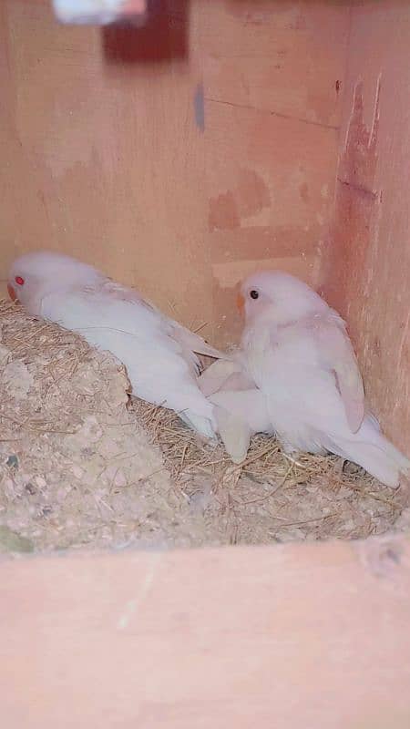 albino red eye pair 2