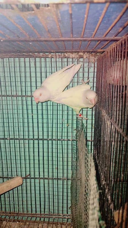 albino red eye pair 4