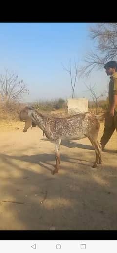 new bakri for sale