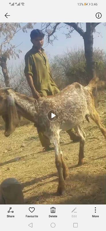 new bakri for sale 1