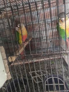 green cheik pair adult ak bar breed ki hai