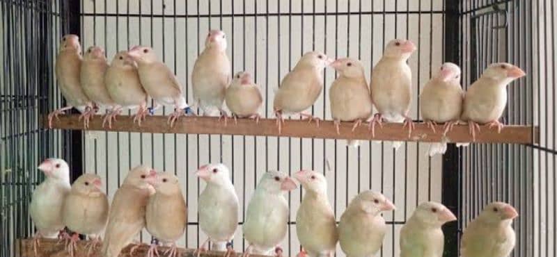 Crested Dove + Fawn Java + Gouldian Splt Chiks 0