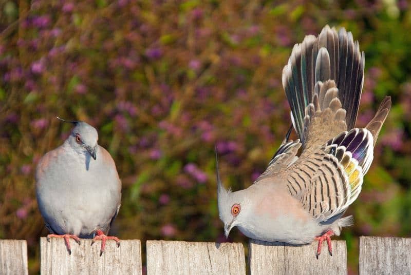 Crested Dove + Fawn Java + Gouldian Splt Chiks 1