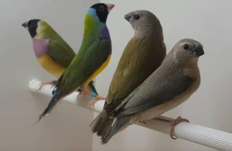 Crested Dove + Fawn Java + Gouldian Splt Chiks 2