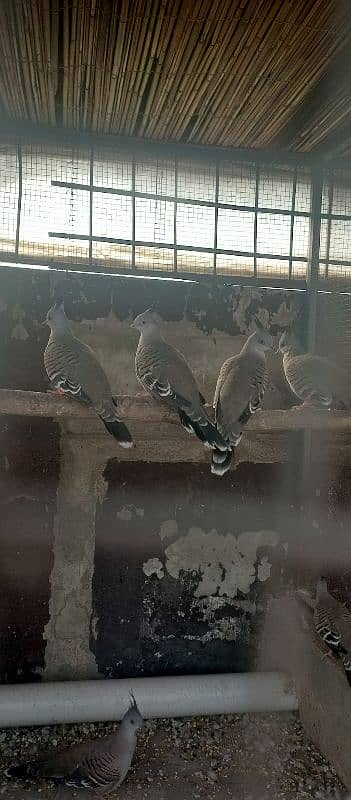 Crested Dove + Fawn Java + Gouldian Splt Chiks 4