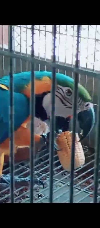 Blue Gold Macaw parrot Male 0