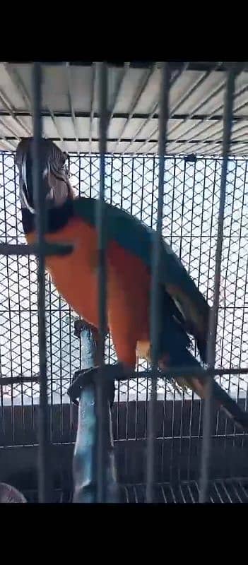 Blue Gold Macaw parrot Male 2