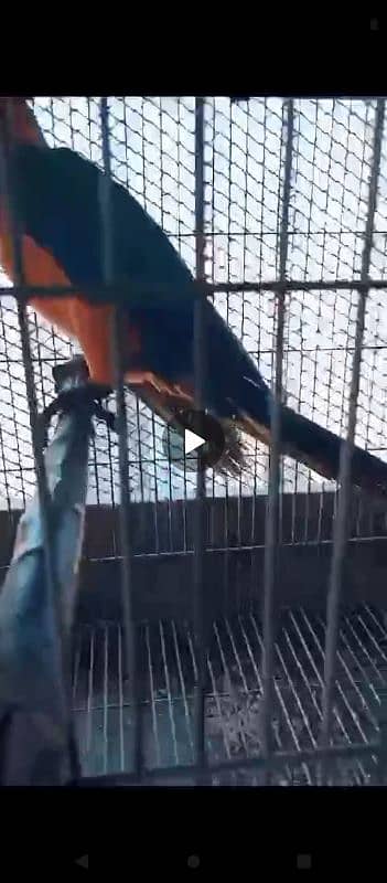 Blue Gold Macaw parrot Male 3