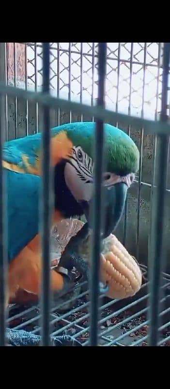 Blue Gold Macaw parrot Male 4