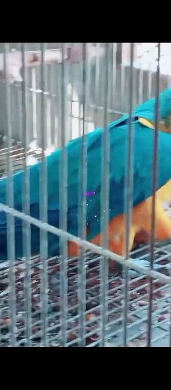 Blue Gold Macaw parrot Male 7