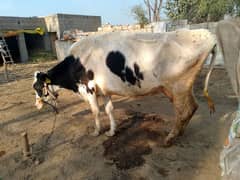 Friesian Australian cholastani cross cow for sale. 03180008077