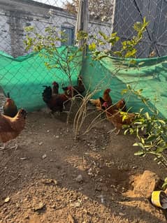 golden misri hens for sale