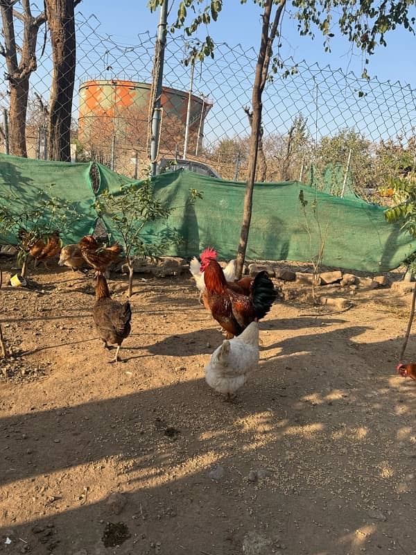 golden misri hens for sale 1