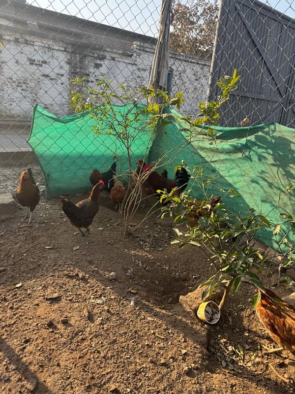 golden misri hens for sale 2