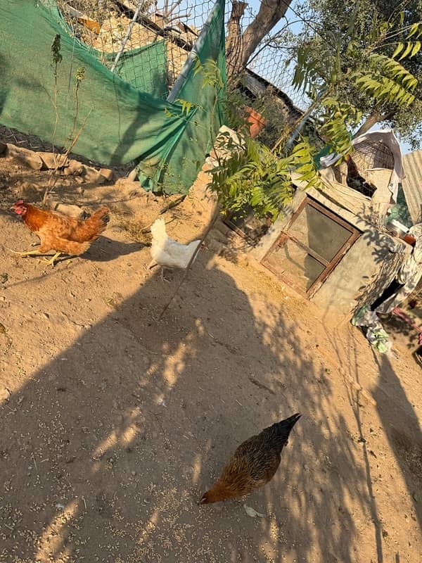 golden misri hens for sale 4