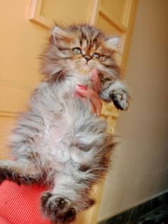 "Fluffy Triple-Coat Persian Kittens – Adorable & Ready for New Homes!"