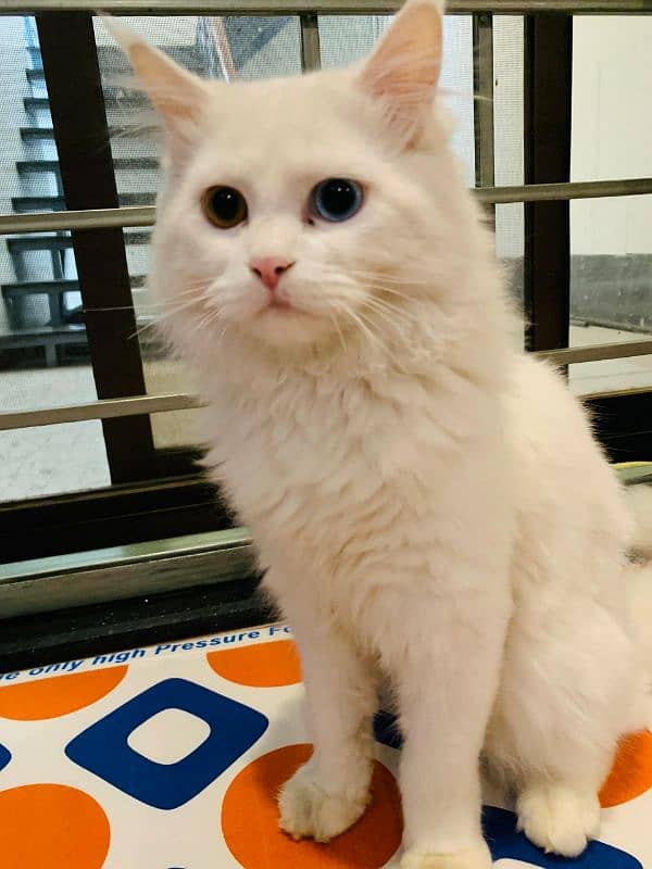 White persian tqo colored eye cat 0