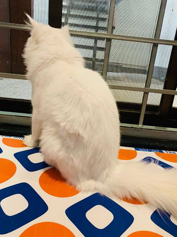 White persian tqo colored eye cat 1