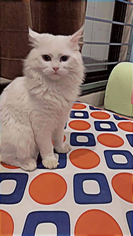 White persian tqo colored eye cat 5