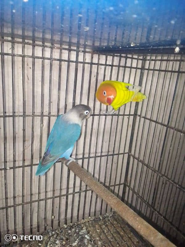 latino male blue female breeder pair 3