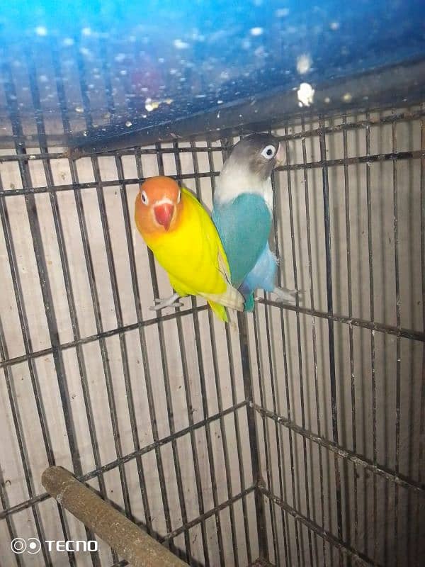 latino male blue female breeder pair 4