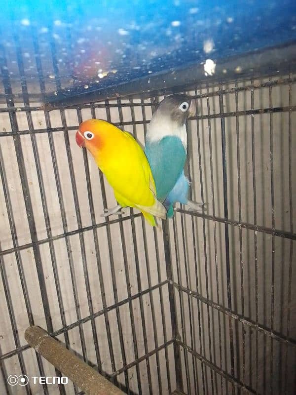 latino male blue female breeder pair 5